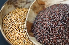 Black Mustard
