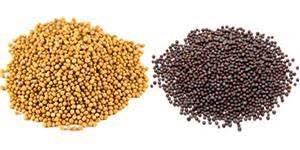 Black Mustard
